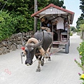 竹富島水牛車觀光 (99)