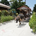 竹富島水牛車觀光 (101)