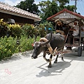 竹富島水牛車觀光 (102)