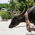 竹富島水牛車觀光 (104)