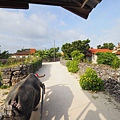 竹富島水牛車觀光-HOSHINOYA (6)