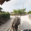 竹富島水牛車觀光-HOSHINOYA (8)