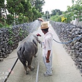 竹富島水牛車觀光-HOSHINOYA (13)