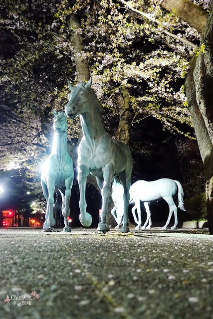 十和田市官廳街通-夜櫻 (20).JPG - 東北。青森。十和田美術館