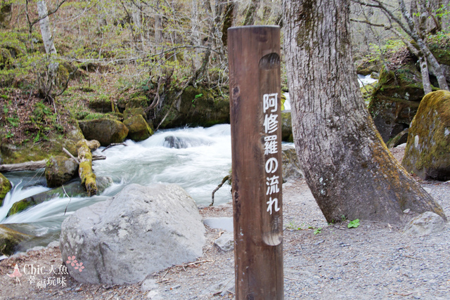 奧入瀨溪流-4 阿修羅之流 (12).JPG - 東北。青森。奧入瀨溪流