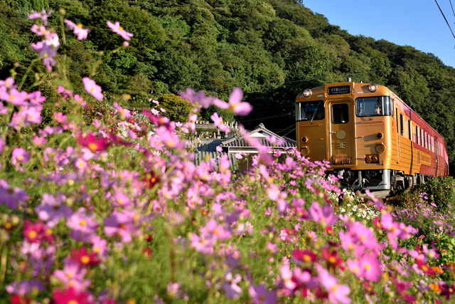 伊予灘ものがたり（秋）.jpg - 伊予灘旅物語觀光列車（伊予灘ものがたり)