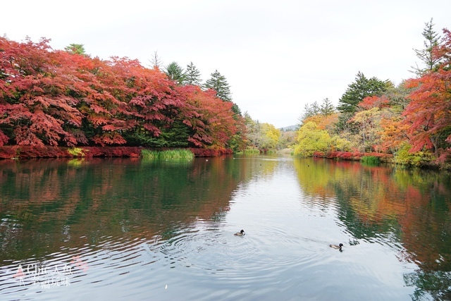 雲場池-紅葉 (1).jpg - JR東日本上信越之旅。長野輕井澤。雲場池紅葉