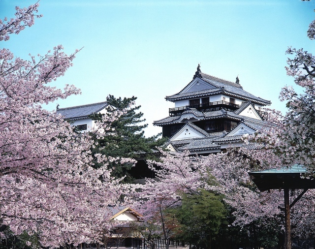 松山城.jpg - 四國感動旅。愛媛縣