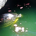 小龜龜