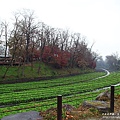 日本長野縣‧大王山葵WASABI農場‧雨