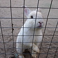 鐵欄內的兔子