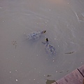 小烏龜游泳