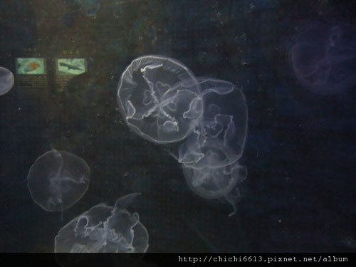 海月水母.jpg