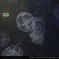 海月水母.jpg