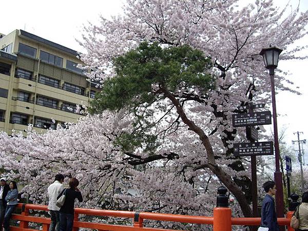 這顆櫻花盛開的非常美麗
