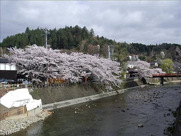 高山古町也種了許多櫻花