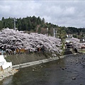 高山古町也種了許多櫻花