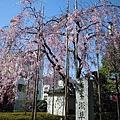 淺草寺內的櫻花