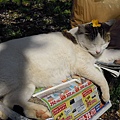 上野公園裡午睡的貓