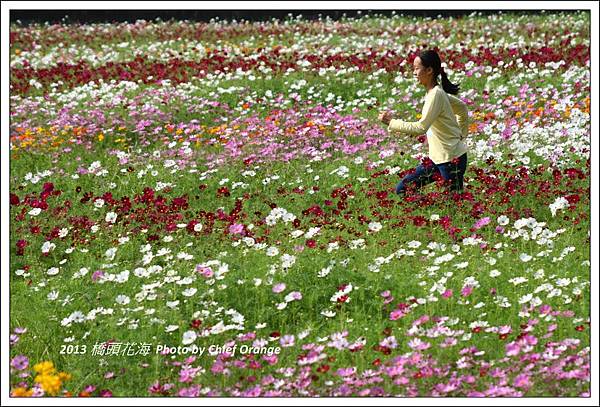 2013 橋頭花海  (22).jpg