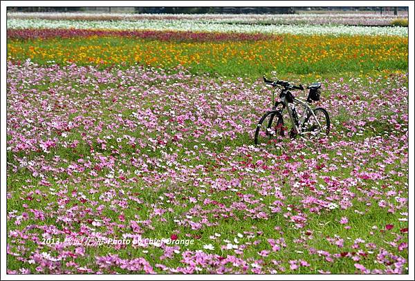 2013 橋頭花海  (23).jpg