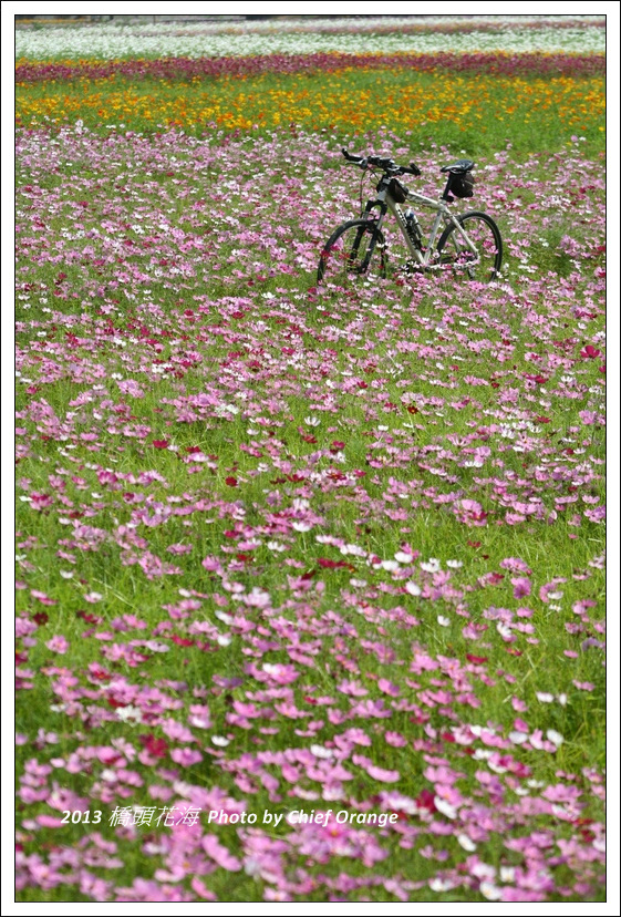 2013 橋頭花海  (25).jpg