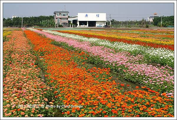 2013 橋頭花海  (26).jpg