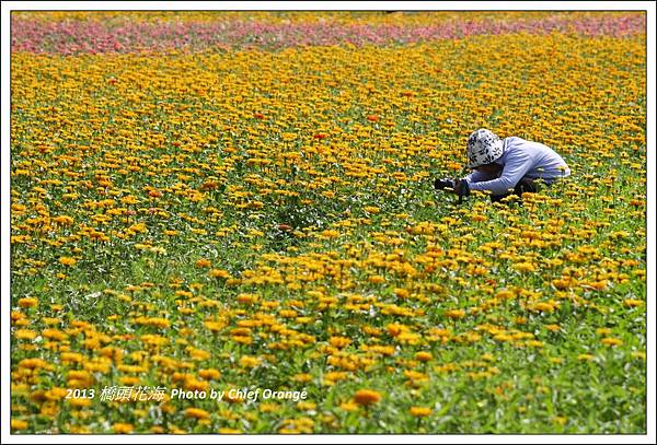 2013 橋頭花海  (27).jpg