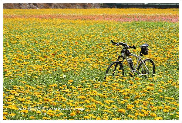 2013 橋頭花海  (28).jpg