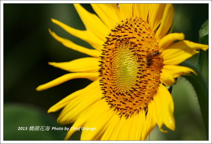 2013 橋頭花海  (37).jpg