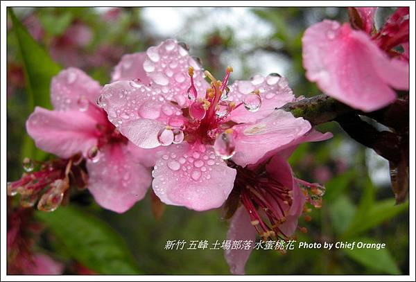 水蜜桃花  (3).jpg