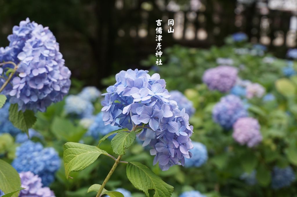 吉備津彦神社 土豆鳥事 痞客邦 吉備津彦神社 土豆鳥事 痞客邦