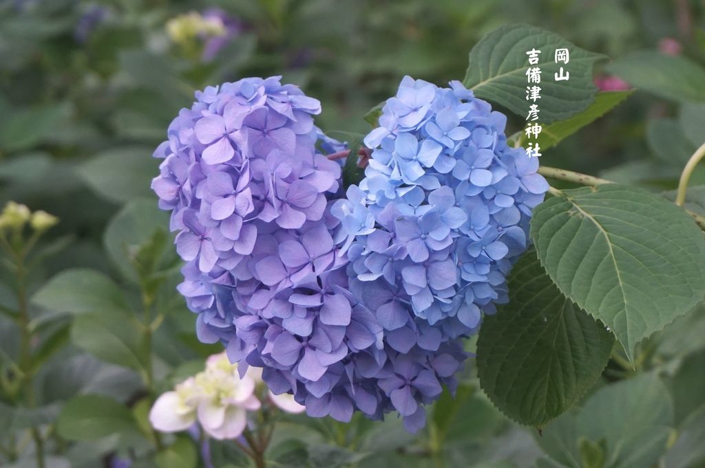 吉備津彦神社 土豆鳥事 痞客邦 吉備津彦神社 土豆鳥事 痞客邦