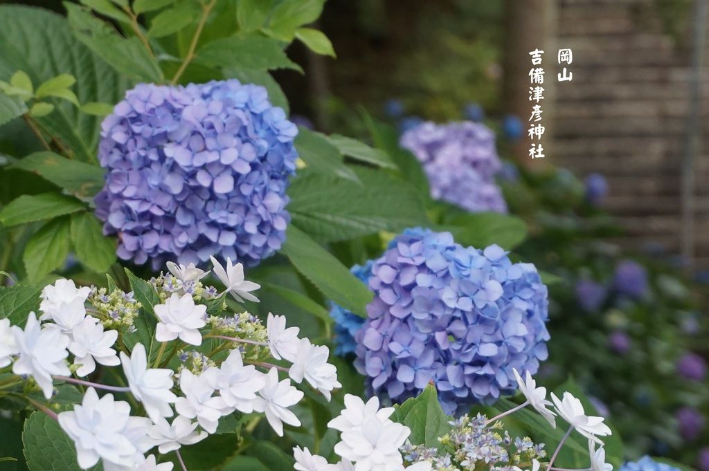 吉備津彦神社 土豆鳥事 痞客邦