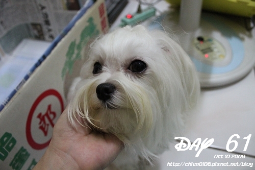 day61_錢錢03.JPG day61_錢錢03.JPG