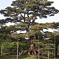 2009-05-10 金澤.兼六園3930.jpg