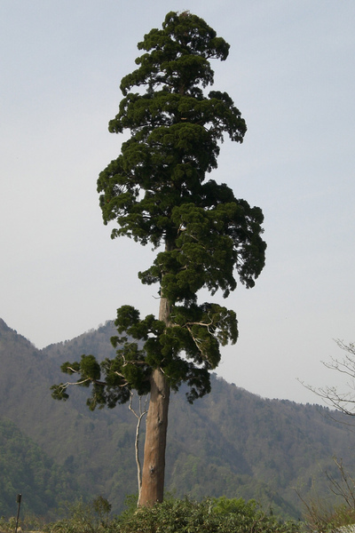 2009-05-09 立山黑部.美女平3692.jpg