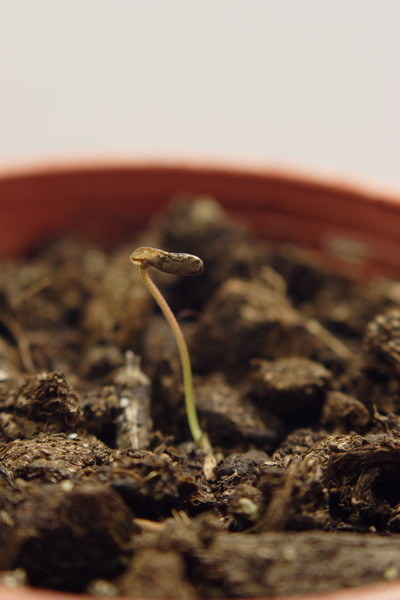 01/07 第二棵發芽