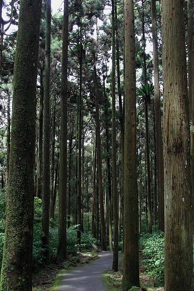 森林步道