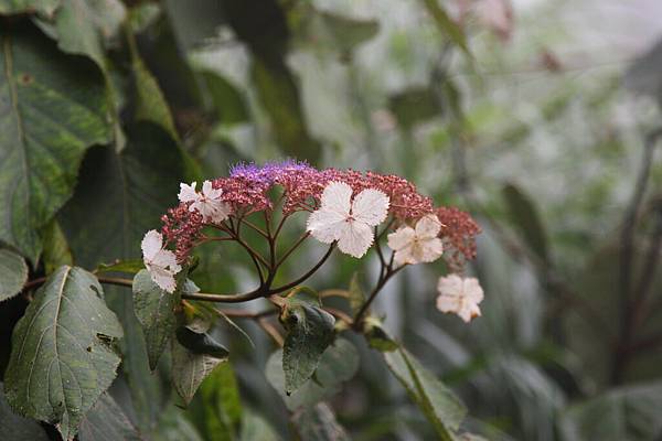 不知名小花