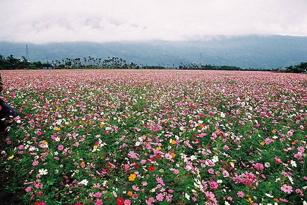 花海