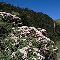 高山杜鵑