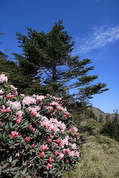 高山杜鵑