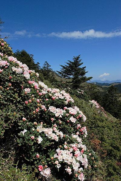 高山杜鵑