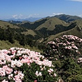 高山杜鵑