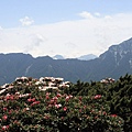 高山杜鵑