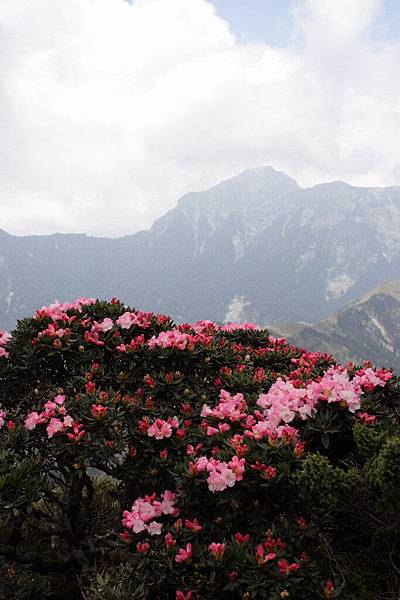 高山杜鵑