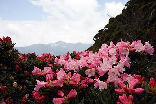 高山杜鵑