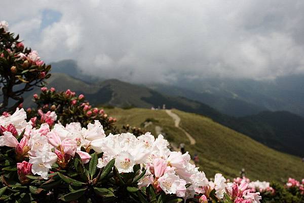 高山杜鵑