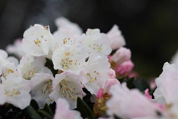 高山杜鵑